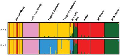 Weedy Rice From South Korea Arose From Two Distinct De-domestication Events